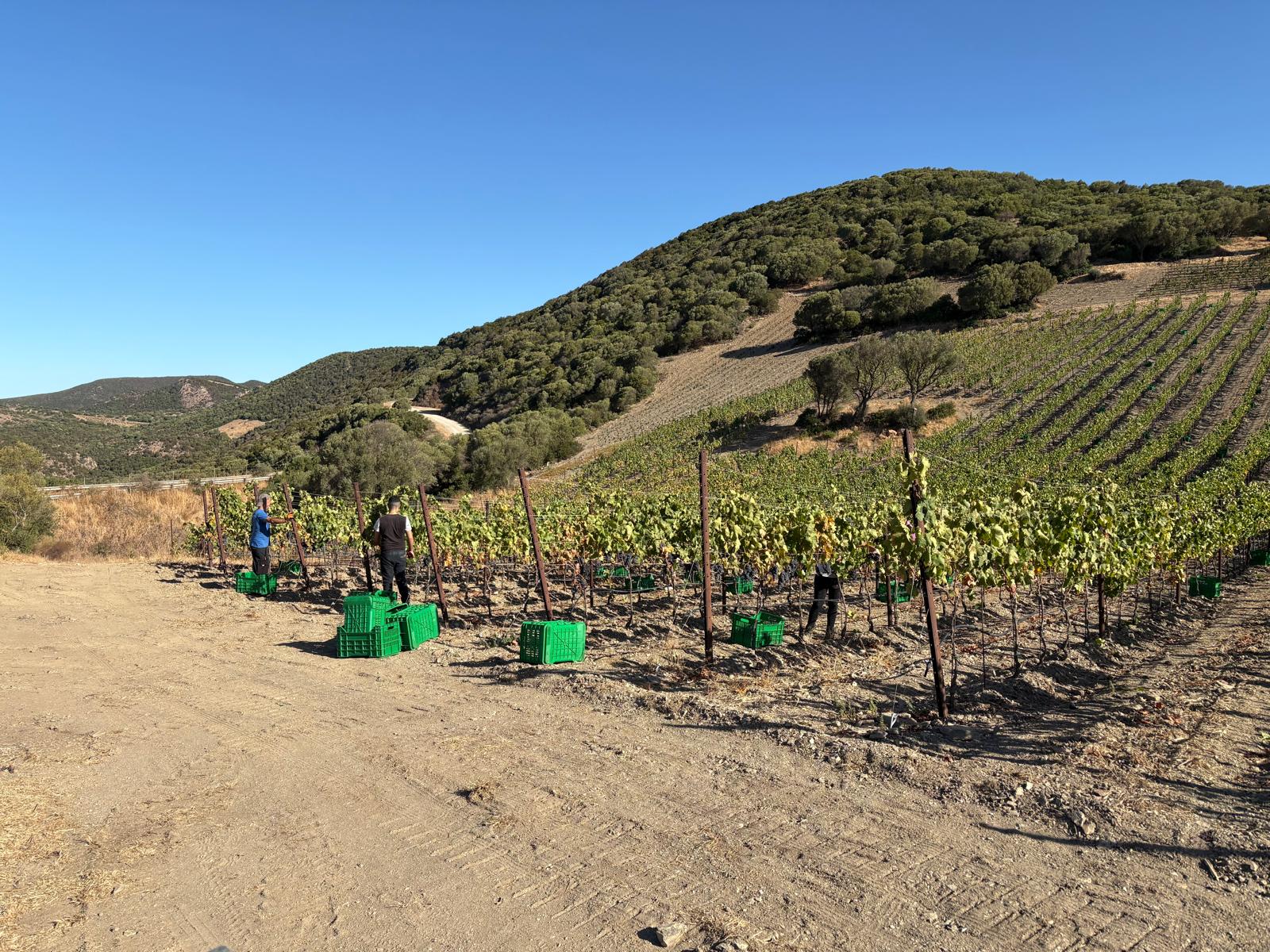 Vendemmia Arrùi