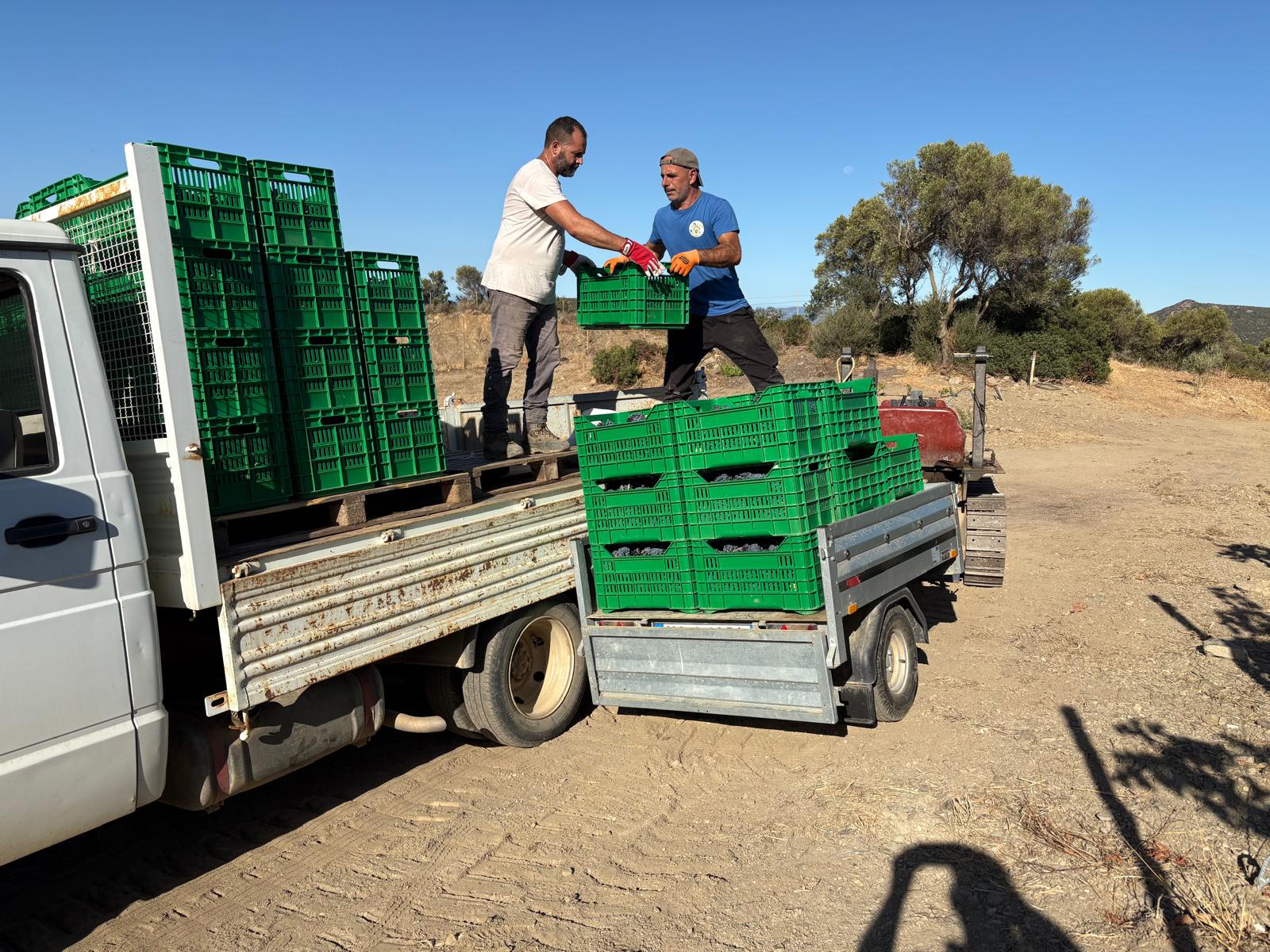 Vendemmia Arrùi