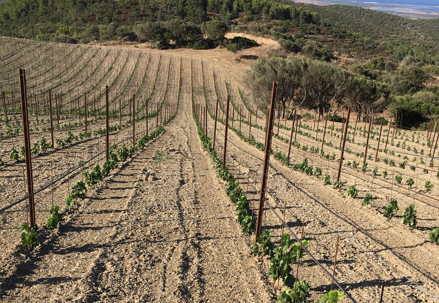 Come apparivano le nostre vigne ad agosto 2020