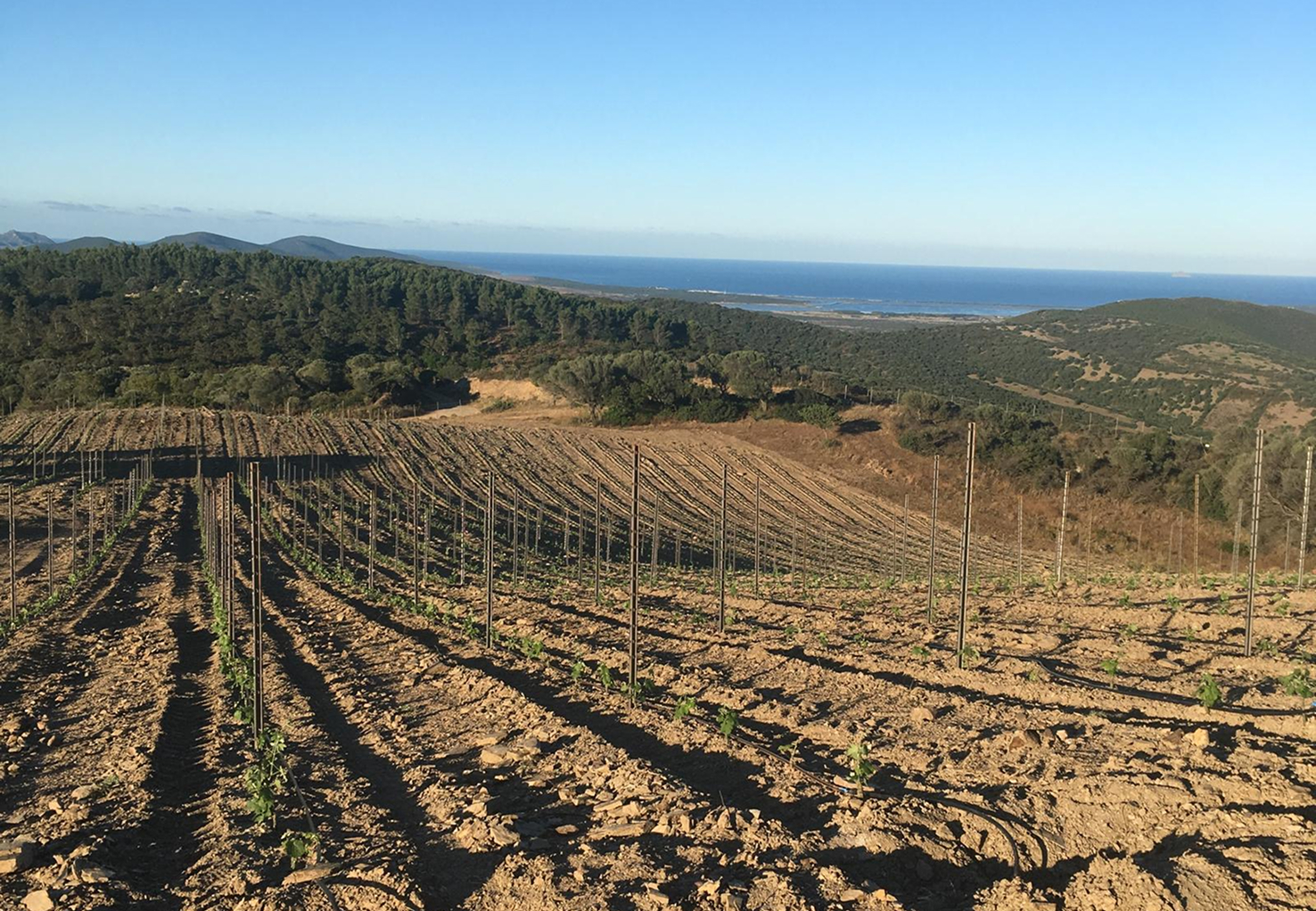Come apparivano le nostre vigne a giugno 2020