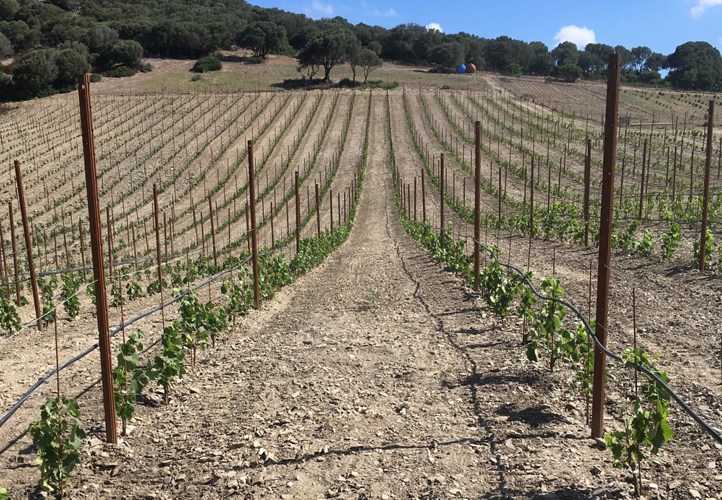 Come apparivano le nostre vigne a luglio 2020
