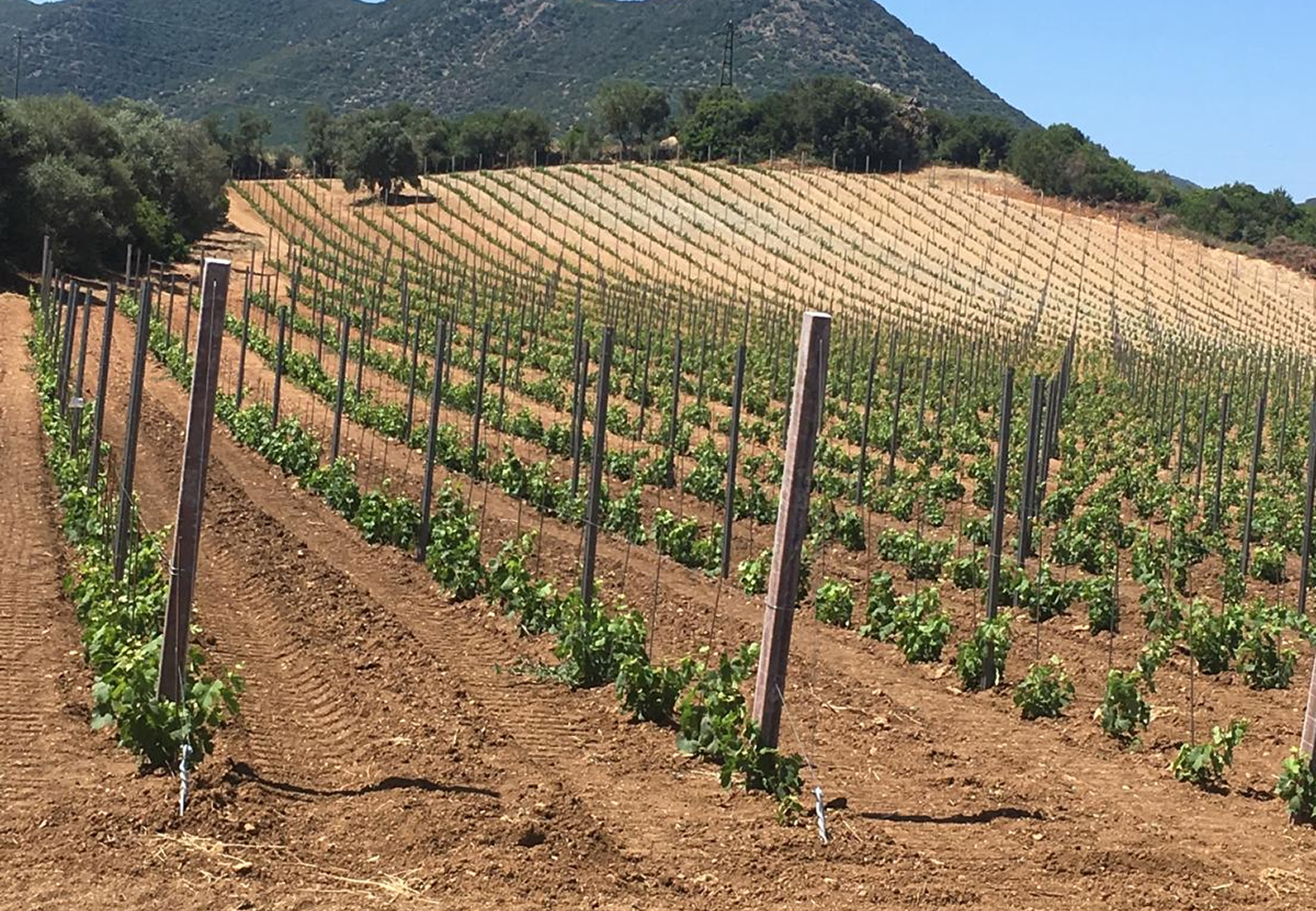 Come apparivano le nostre vigne a maggio 2020